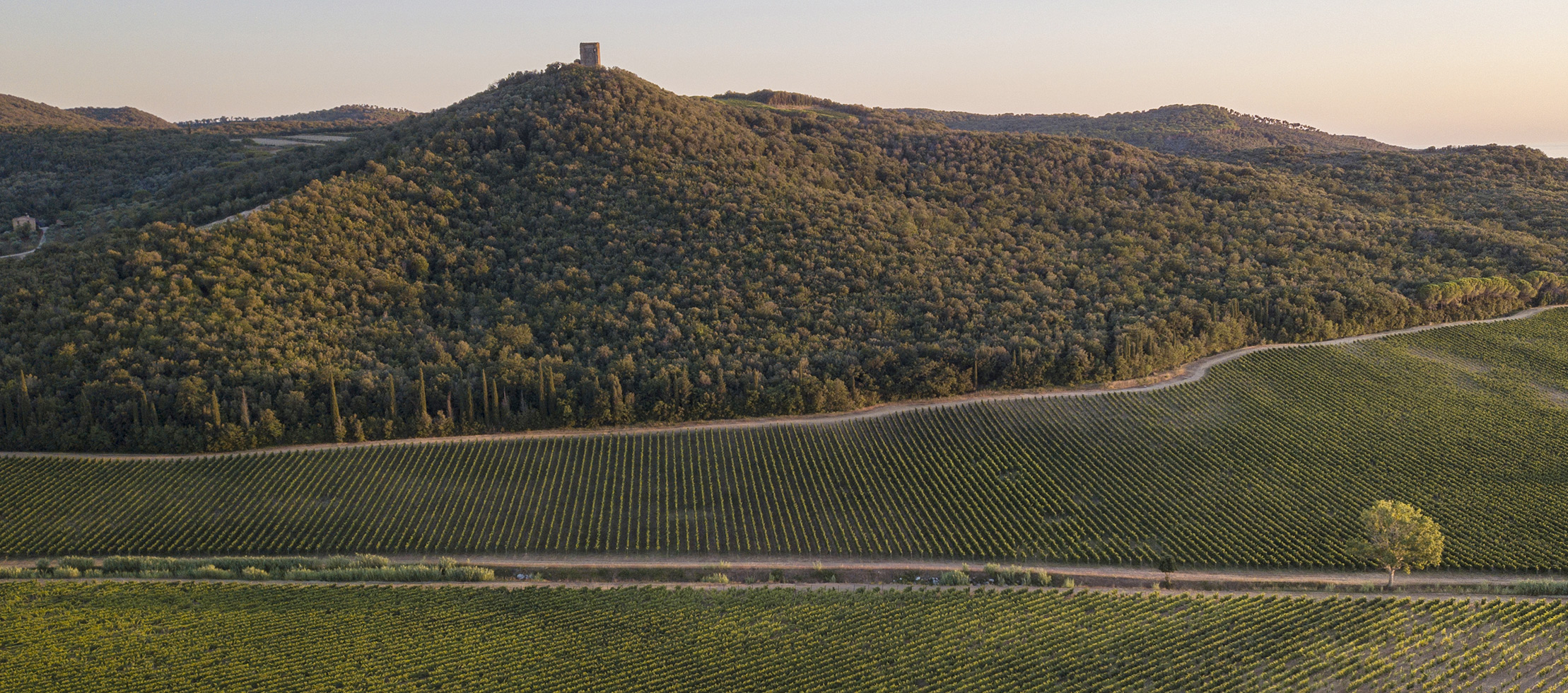 Tenuta Guado al Tasso