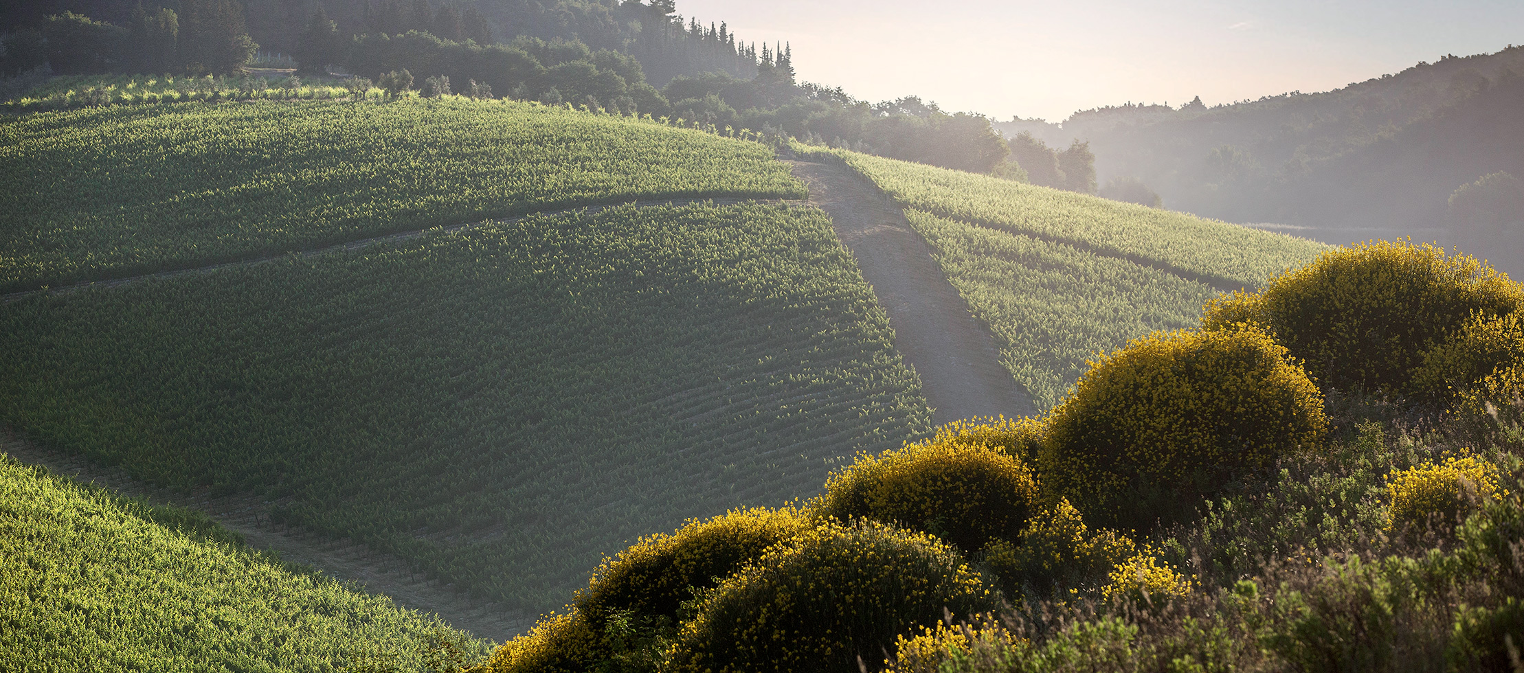 Tenuta Tignanello