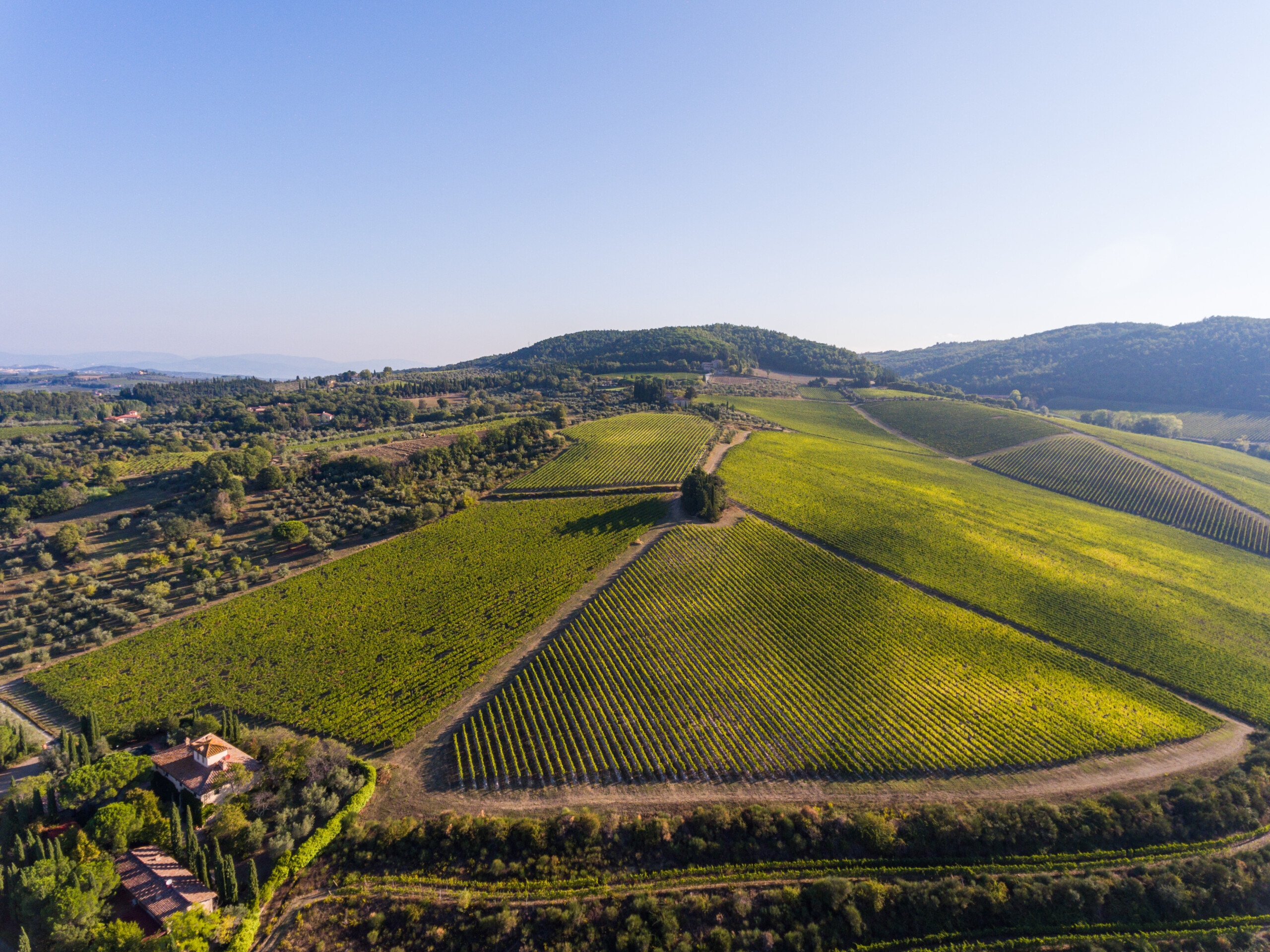 Tignanello 2019, la nuova annata