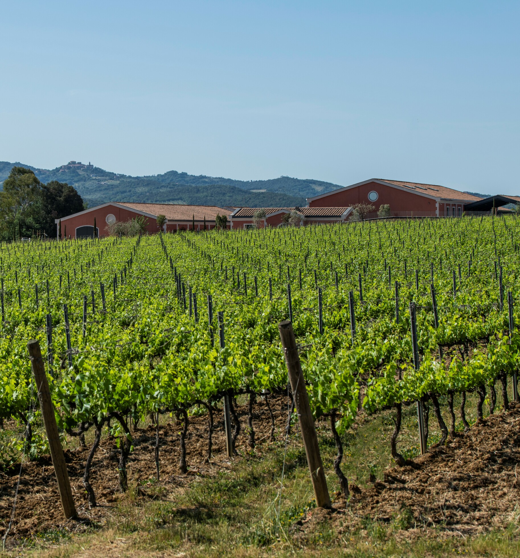 Pian delle Vigne, essenza di Montalcino