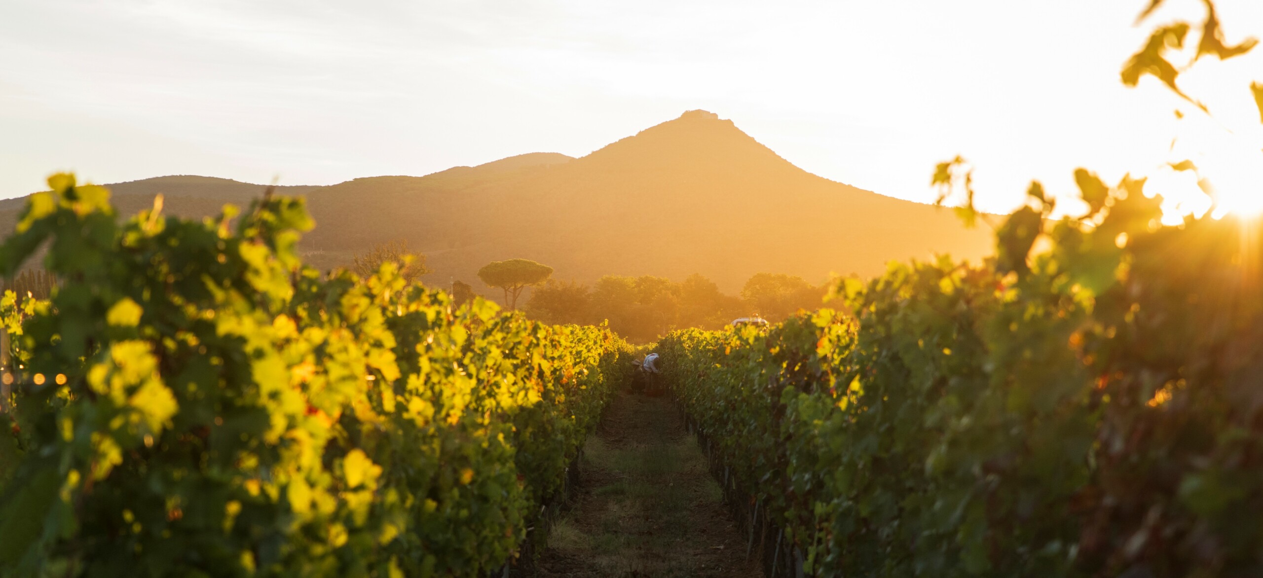 #WineSpotlight - Vento d'autunno