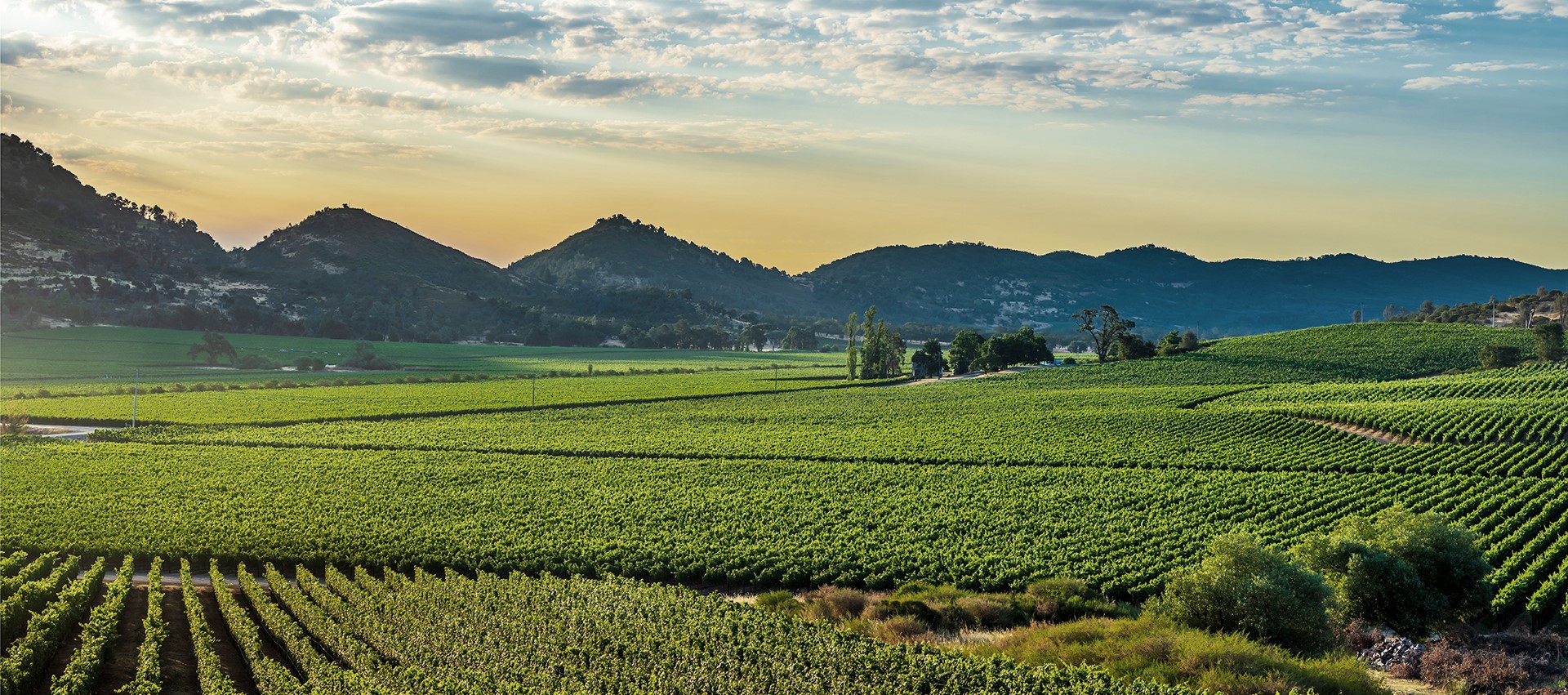 In Napa Valley, ad alta quota